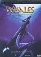  Online DVD Rental