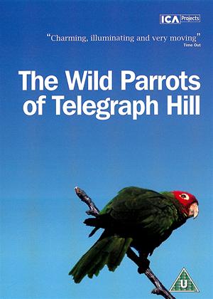 Rent The Wild Parrots of Telegraph Hill Online DVD Rental