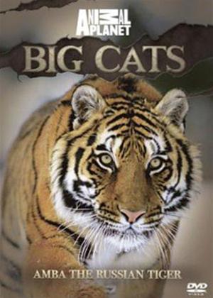 Rent Animal Planet: Big Cats Amba the Russian Tiger Online DVD Rental