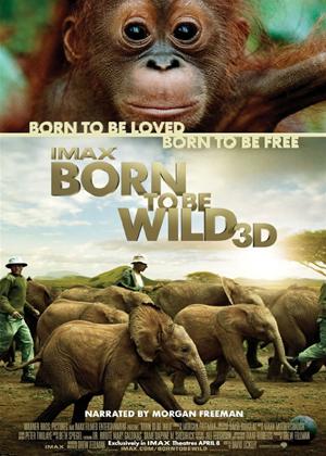 Rent IMAX: Born to Be Wild Online DVD Rental