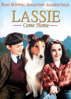 Rent Lassie Come Home Online DVD Rental