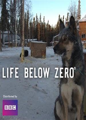 Rent Life Below Zero: Series 7 Online DVD Rental