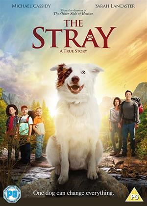 Rent The Stray Online DVD Rental